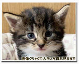 ノルウェージャンフォレストキャット