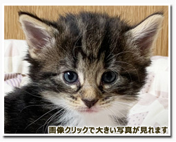 ノルウェージャンフォレストキャット