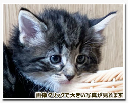 ノルウェージャンフォレストキャット