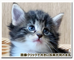 ノルウェージャンフォレストキャット