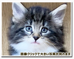 ノルウェージャンフォレストキャット