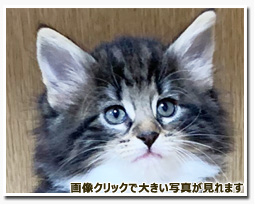 ノルウェージャンフォレストキャット