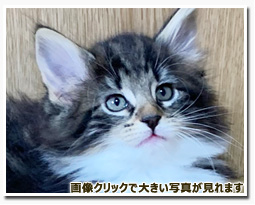 ノルウェージャンフォレストキャット