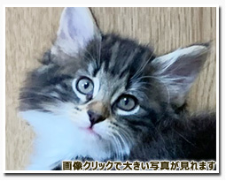 ノルウェージャンフォレストキャット