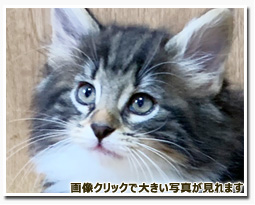 ノルウェージャンフォレストキャット