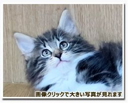 ノルウェージャンフォレストキャット