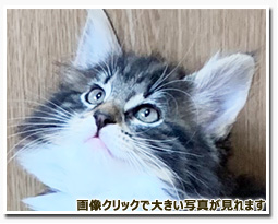 ノルウェージャンフォレストキャット