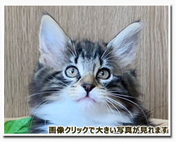 ノルウェージャンフォレストキャット