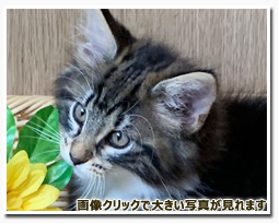 ノルウェージャンフォレストキャット