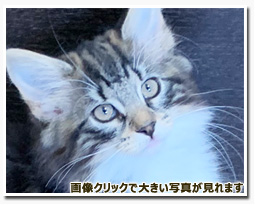 ノルウェージャンフォレストキャット