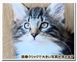 ノルウェージャンフォレストキャット