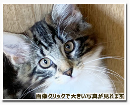 ノルウェージャンフォレストキャット