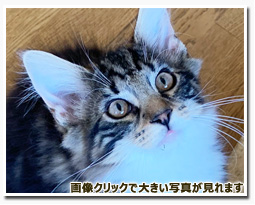 ノルウェージャンフォレストキャット