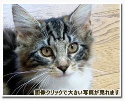 ノルウェージャンフォレストキャット