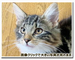 ノルウェージャンフォレストキャット