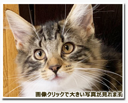 ノルウェージャンフォレストキャット