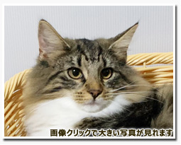 ノルウェージャンフォレストキャット