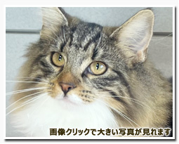 ノルウェージャンフォレストキャット