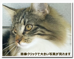 ノルウェージャンフォレストキャット
