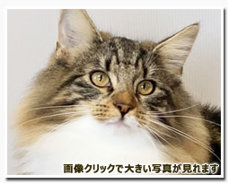 ノルウェージャンフォレストキャット