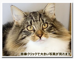 ノルウェージャンフォレストキャット