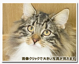 ノルウェージャンフォレストキャット