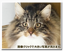 ノルウェージャンフォレストキャット