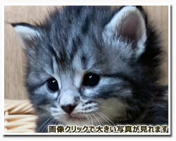 ノルウェージャンフォレストキャット