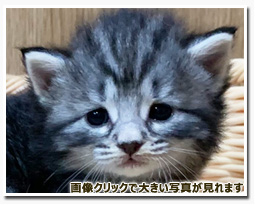 ノルウェージャンフォレストキャット