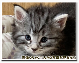 ノルウェージャンフォレストキャット