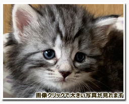 ノルウェージャンフォレストキャット