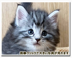 ノルウェージャンフォレストキャット