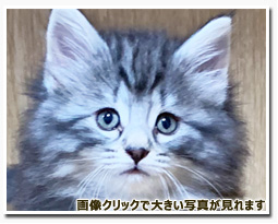 ノルウェージャンフォレストキャット