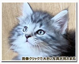 ノルウェージャンフォレストキャット