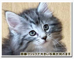 ノルウェージャンフォレストキャット