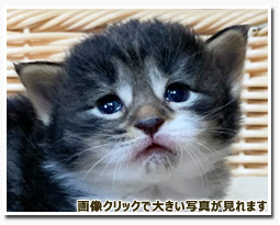 ノルウェージャンフォレストキャット