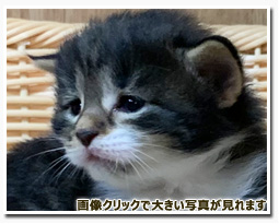 ノルウェージャンフォレストキャット