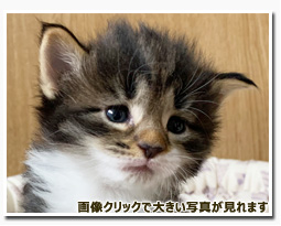 ノルウェージャンフォレストキャット