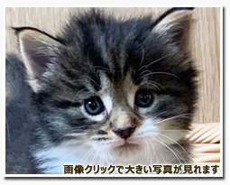 ノルウェージャンフォレストキャット