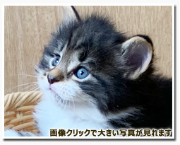 ノルウェージャンフォレストキャット