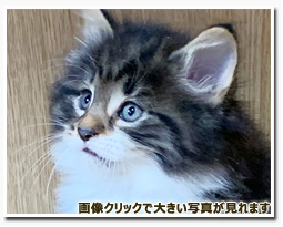 ノルウェージャンフォレストキャット