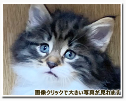 ノルウェージャンフォレストキャット