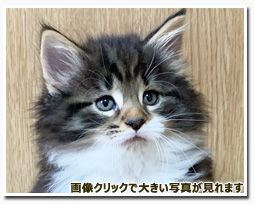 ノルウェージャンフォレストキャット