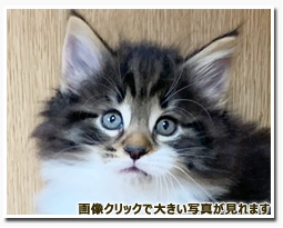 ノルウェージャンフォレストキャット