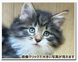 ノルウェージャンフォレストキャット