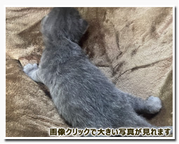 ノルウェージャンフォレストキャット