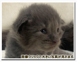 ノルウェージャンフォレストキャット