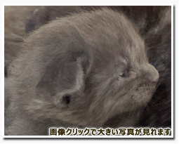 ノルウェージャンフォレストキャット