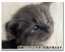 ノルウェージャンフォレストキャット