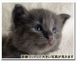 ノルウェージャンフォレストキャット